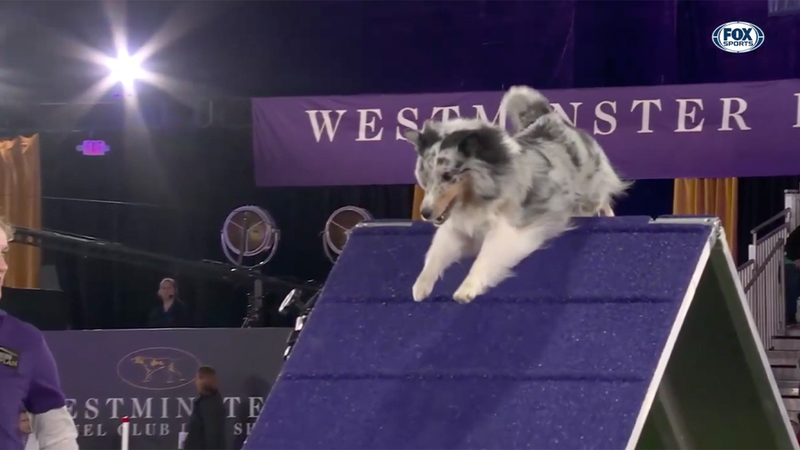 Bee the Shetland Sheepdog dominates the 16